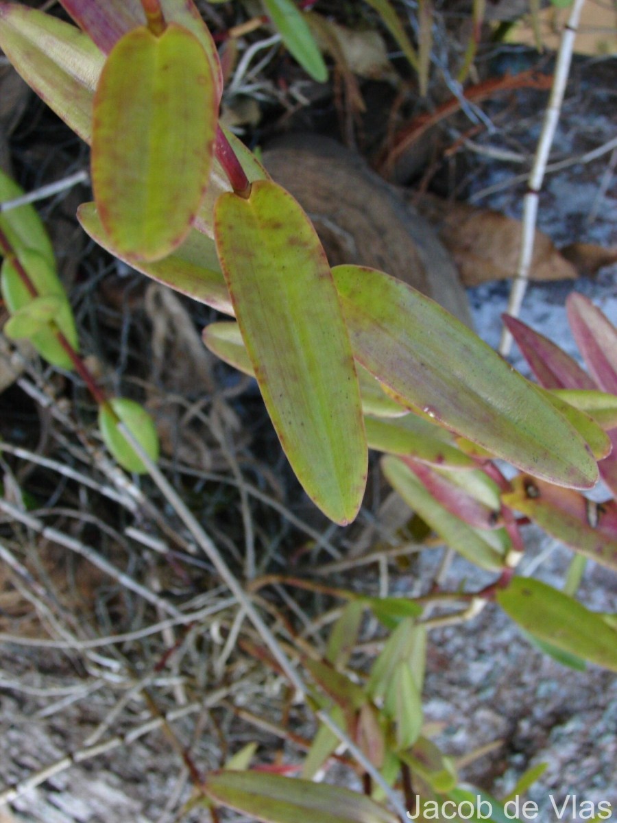Epidendrum radicans Pav. ex Lindl.